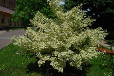 Acer campestre 'Variagatum' - javor polní (babyka) - celek